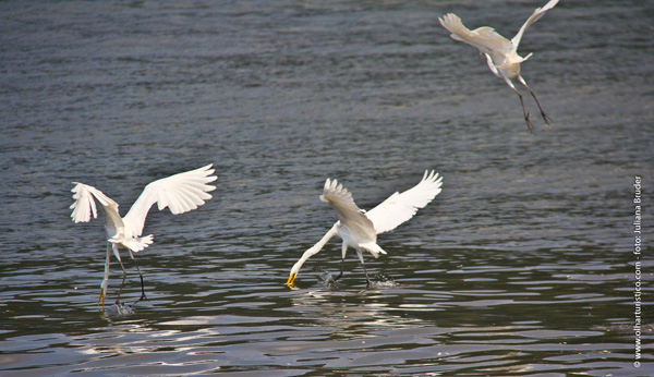 garcas-pescando-no-canal-de-bertioga