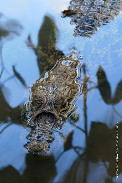 jacare-de-papo-amarelo-de-itacare-na-bahia