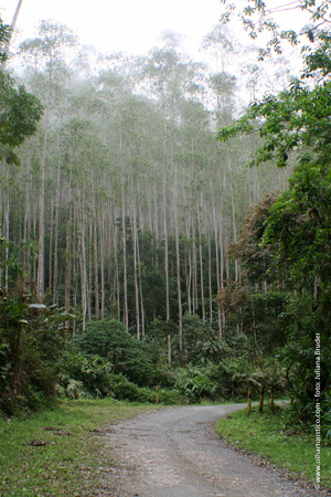 parque das neblinas