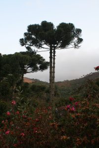 as-araucarias-deste-formato-sao-consideradas-femea