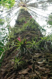 as-araucarias-podem-atingir-grande-altura-e-abrigar-outras-especies