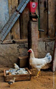 campo-no-restaurante-da-vilma-em-goncalves-minas-gerais