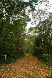 trilha-do-parque-estadual-itapetinga