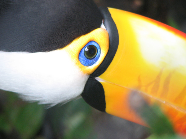 tucano-toco