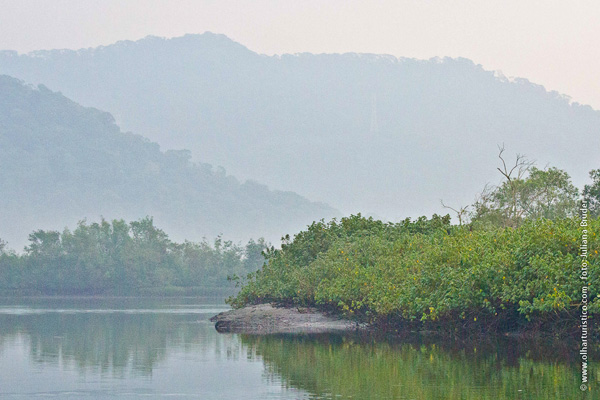 Mangue a transição entre o mar e a terra