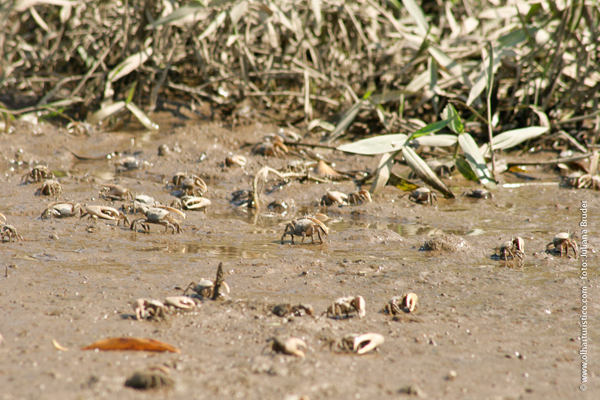 caranguejos-que-alimentam-os-guaras-vermelhos