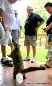 quati-com-visitantes