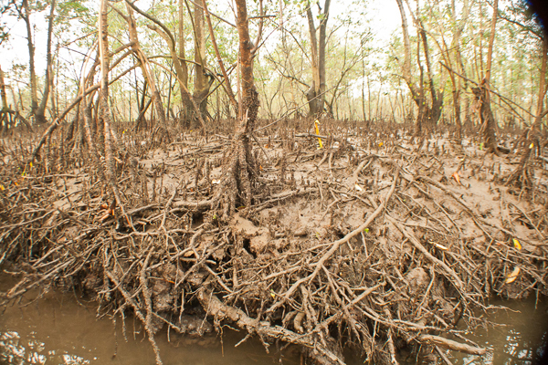 raizes-das-especies-do-mangue