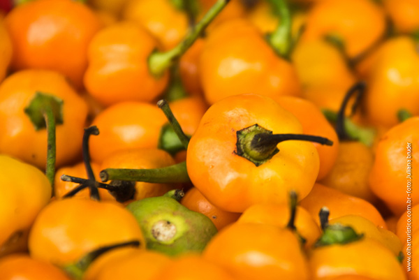Pimenta-de-Cheiro
