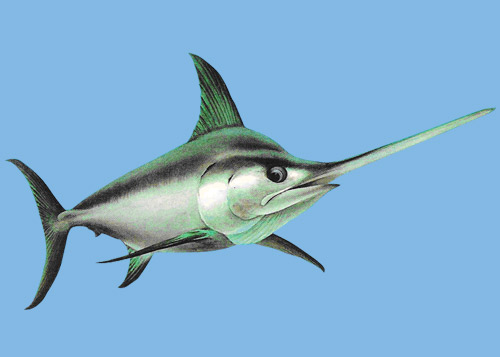 Meca (imagem- jotalobo)