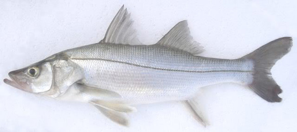 Robalo-(foto---meditação-na-pastelaria)