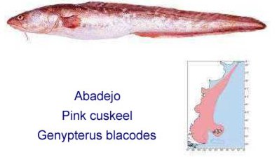 abadejo (imagem - 21food.com)