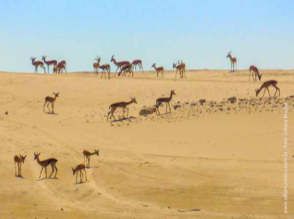 gazelas-no-deserto