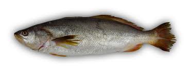pescada cambucu (imagem - pesqueira pioneira)