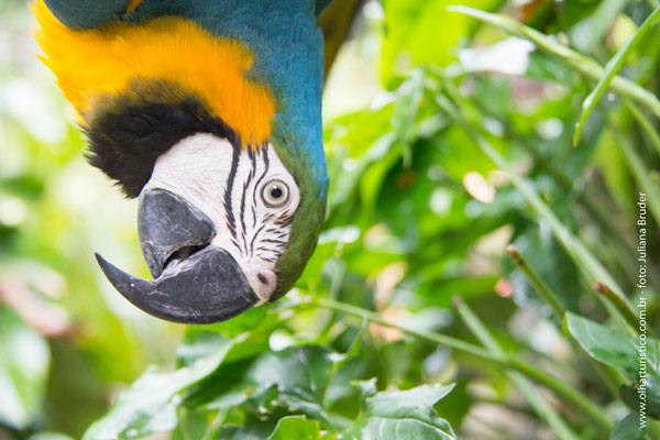 Arara do IBIMM, Donatelo