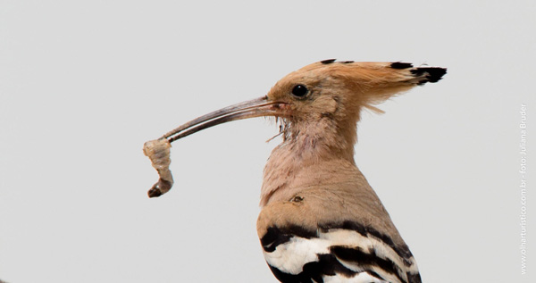 Detalhe da natureza em dubai