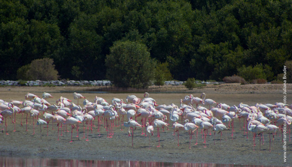 Flamingos