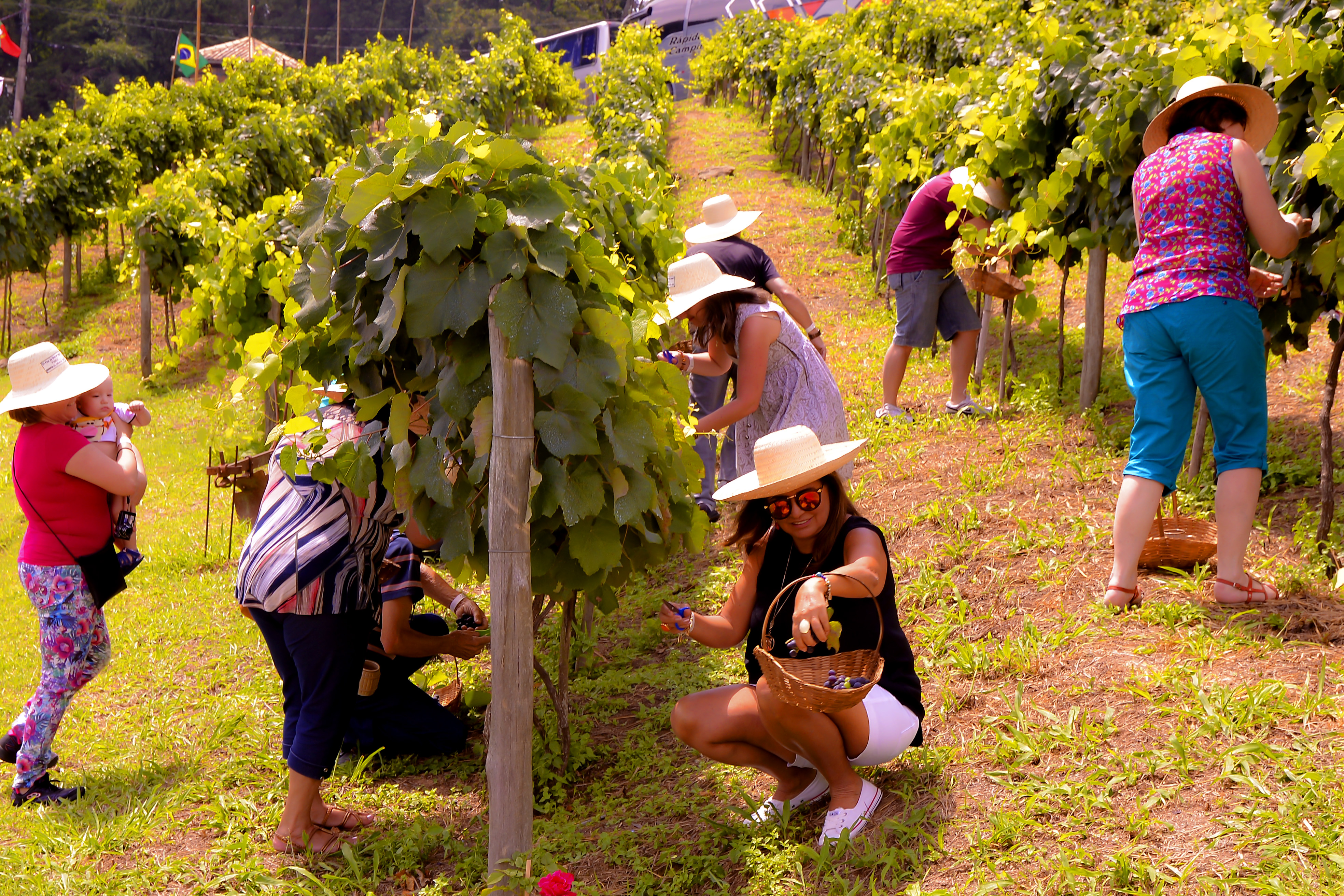 Colheita das uvas nos parreirais