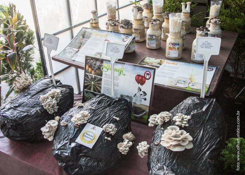 A beleza dos vários tipos de cogumelos