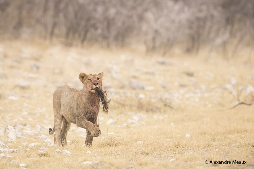 Alexandre Méaux - France