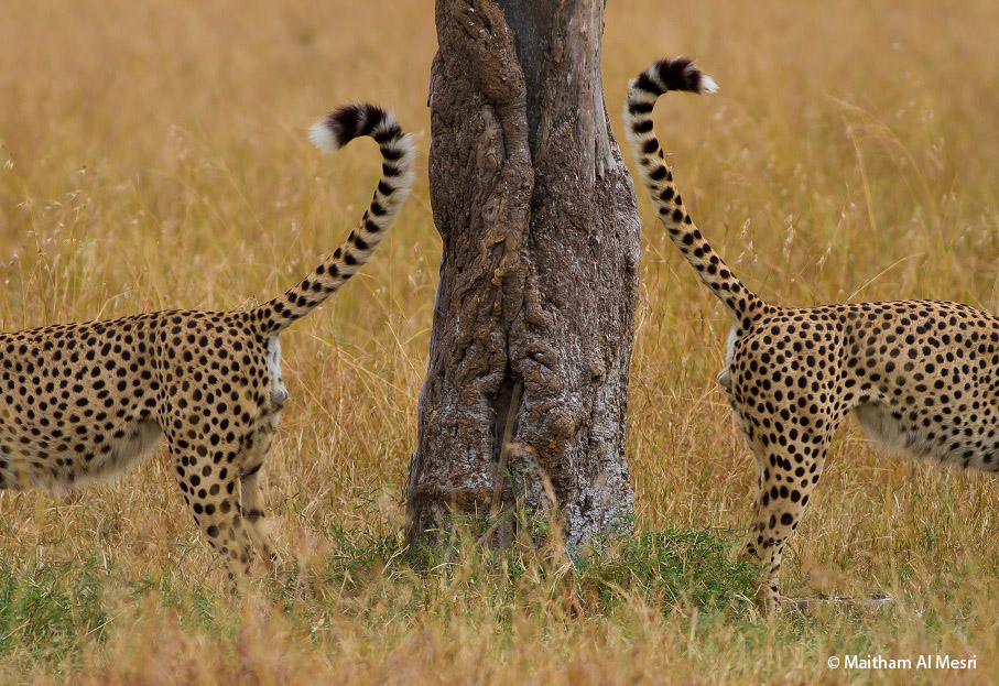 Maitham Al Mesri - Kuwait