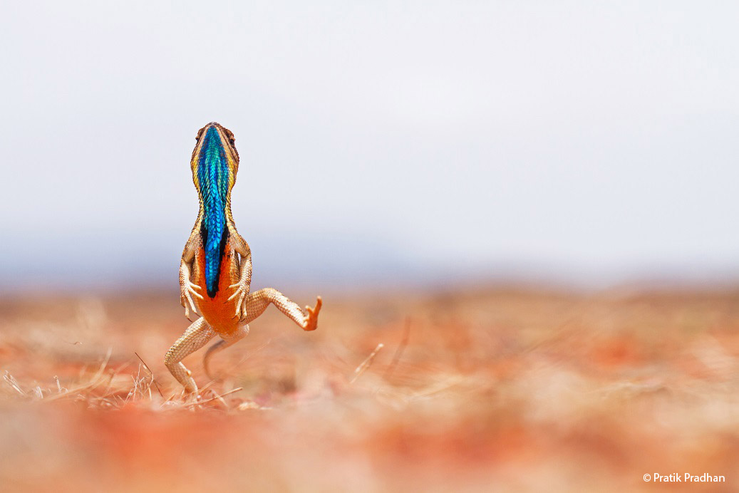 Pratik Pradhan - India