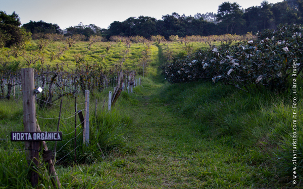 Culturas de Nêsperas e Caquis
