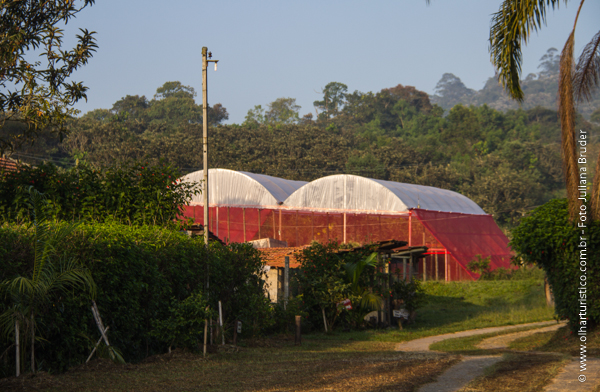 Estufas com tomates orgânicos