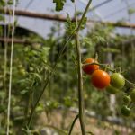 Tomatinhos orgânicos