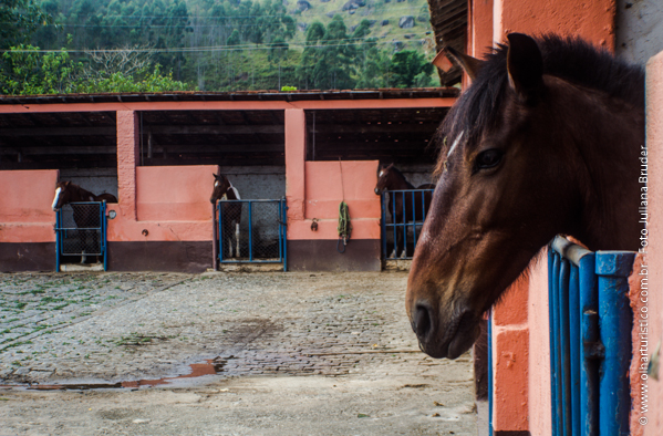 Criação de cavalos