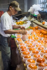 Incansável Sr. Hoçoya