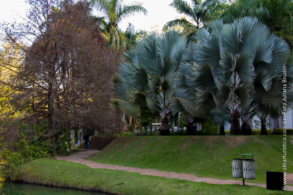 Maior coleção de palmeiras