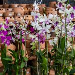 Vasos e acessórios para o cultivo