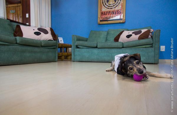 sala de recreação para pets