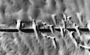 obaidmusabbeh foto vencedora hipa