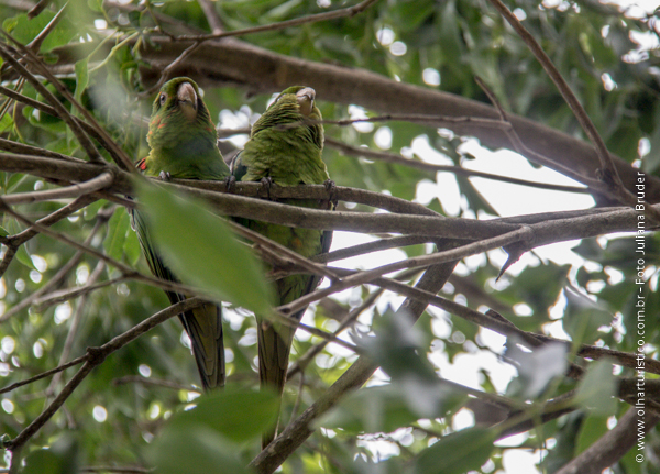 casal de maritacas