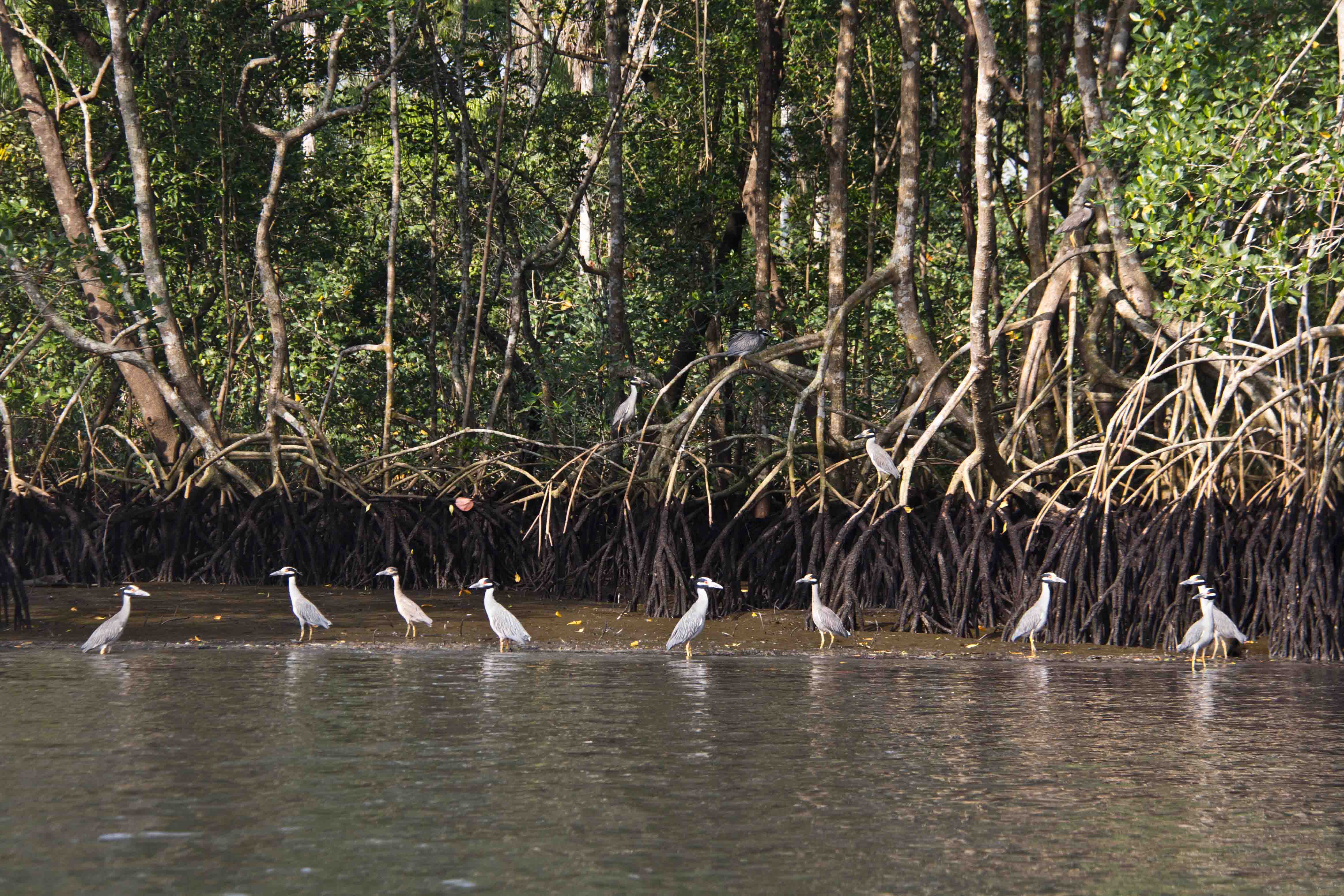 Pássaros do Canal de Bertioga