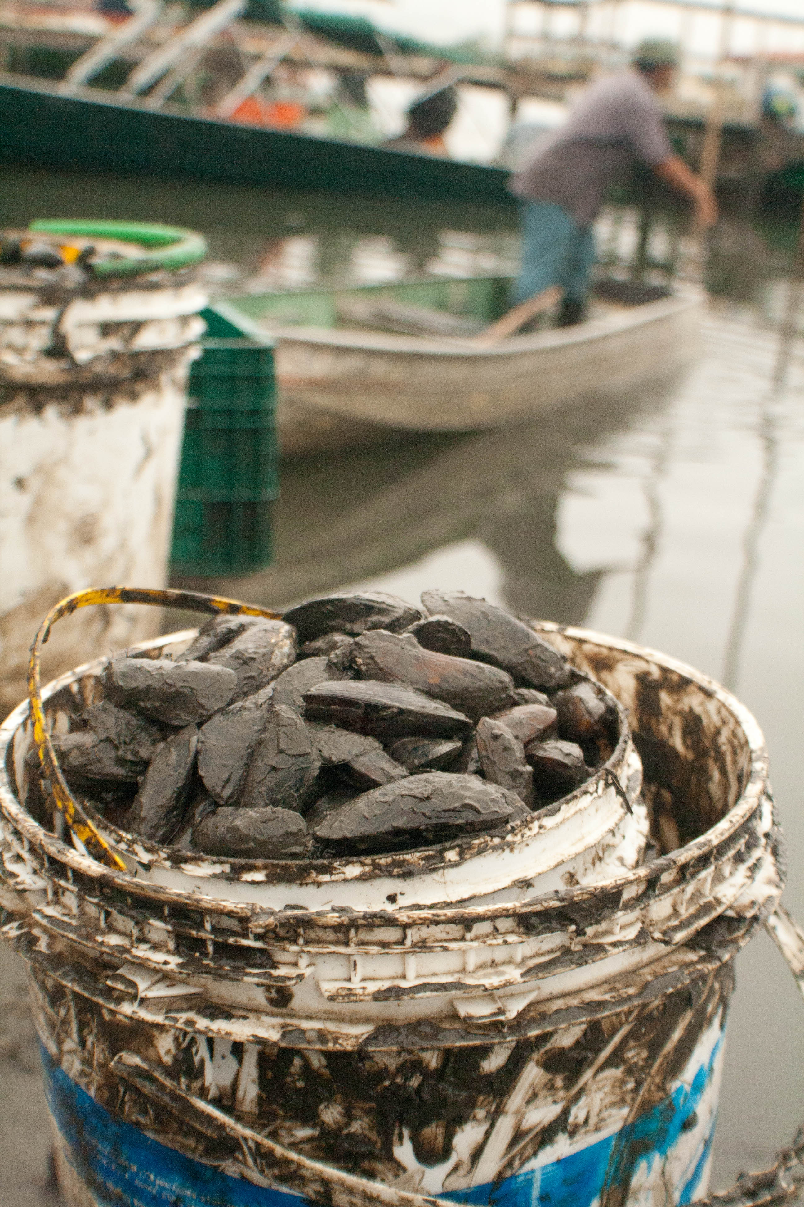 pescador caiçara