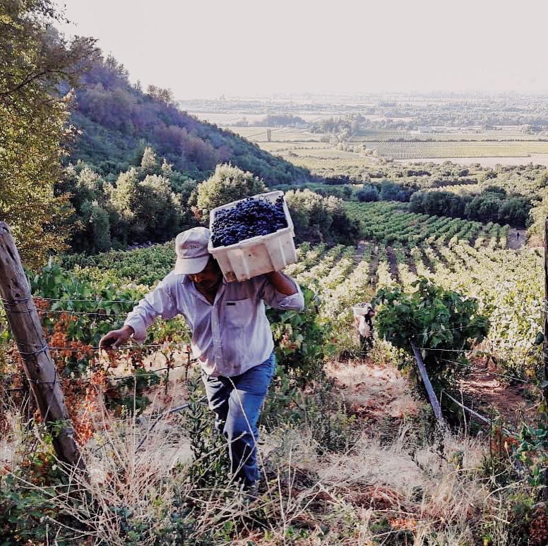 Vinícola Emilia Organics