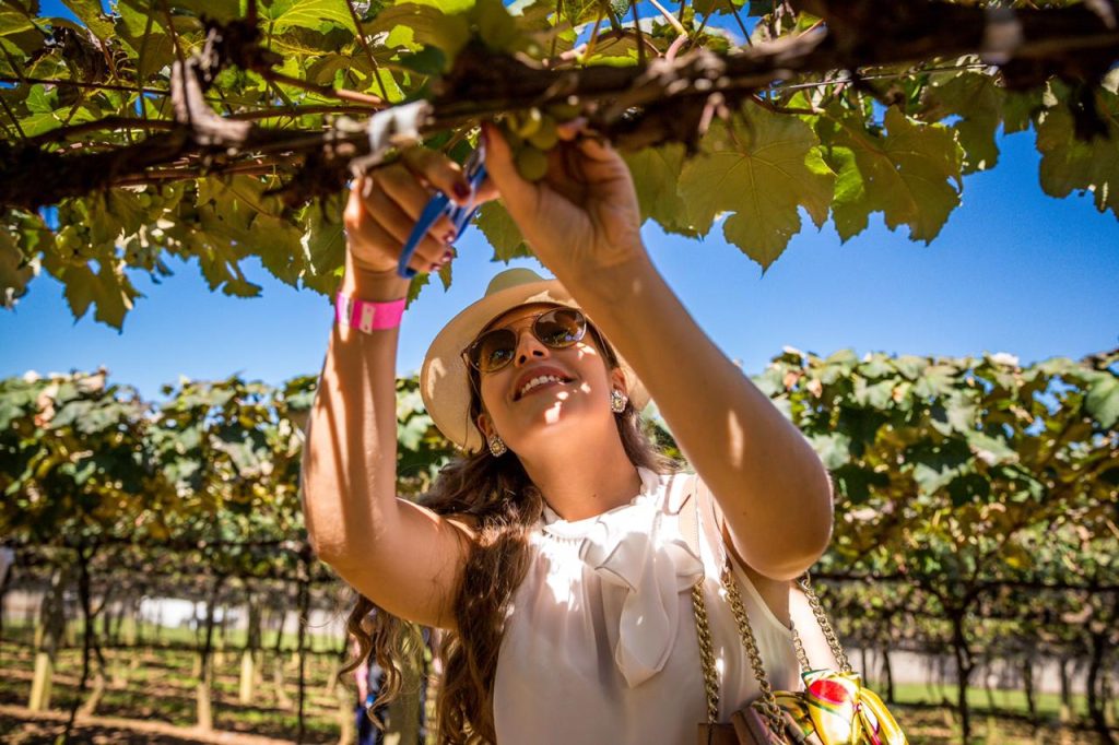 a colheita de uvas da vindima da goes