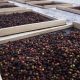 Grãos de café na secagem