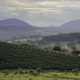 Os cafezais do sul de Minas Gerais
