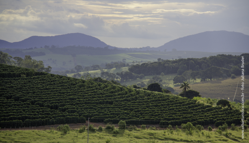 Os cafezais do sul de Minas Gerais