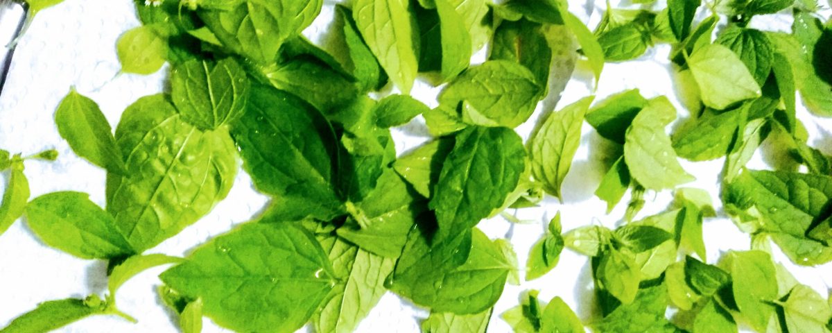 Folhas de Picão Branco